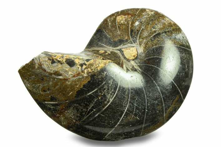 Polished Fossil Nautilus (Cymatoceras) - Unusual Black Color! #282443